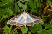 Buxusmot / Box Tree Moth (Cydalima perspectalis), micro