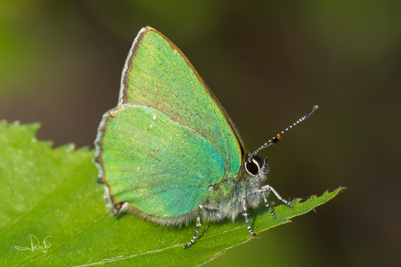 Groentje / Green Hairstreak (Callophrys rubi)