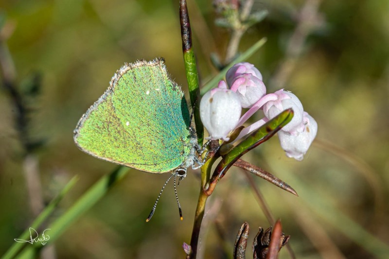 Groentje / Green Hairstreak (Callophrys rubi )