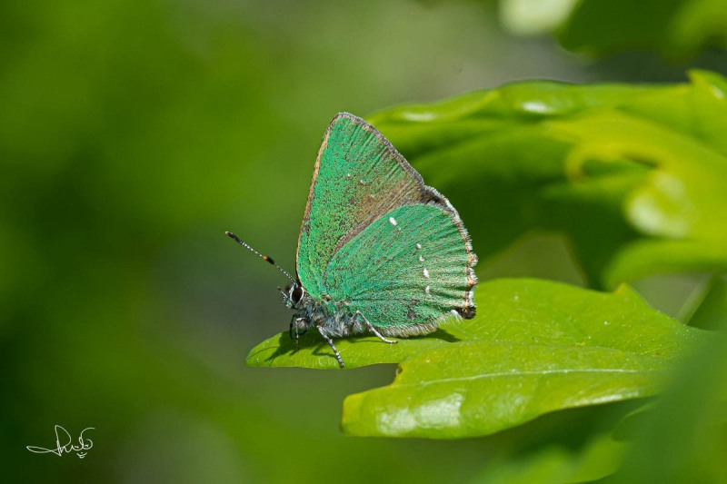 Groentje / Green Hairstreak (Callophrys rubi)