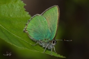 Groentje / Green Hairstreak (Callophrys rubi)