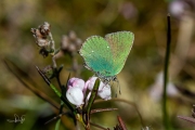 Groentje / Green Hairstreak (Callophrys rubi)