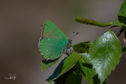 Groentje / Green Hairstreak (Callophrys rubi)