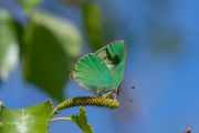 Groentje / Green Hairstreak (Callophrys rubi)