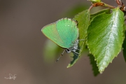 Groentje / Green Hairstreak (Callophrys rubi)