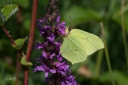 Citroenvlinder / Brimstone (Gonepteryx rhamni)