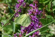 Citroenvlinder / Brimstone (Gonepteryx rhamni)