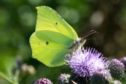 Citroenvlinder / Brimstone (Gonepteryx rhamni)