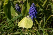 Citroenvlinder / Brimstone (Gonepteryx rhamni)