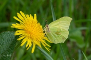 Citroenvlinder / Brimstone (Gonepteryx rhamni)