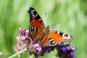 Dagpauwoog / Peacock (Aglais io)