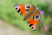 Dagpauwoog / Peacock (Aglais io)