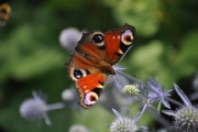 Dagpauwoog / Peacock (Aglais io)