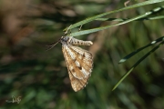 Dennenspanner / Bordered White (Bupalus piniaria)