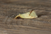 Distelbladroller (Agapeta hamana), micro