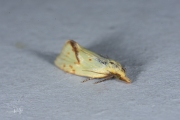 Distelbladroller (Agapeta hamana), micro