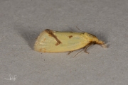 Distelbladroller (Agapeta hamana), micro