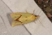 Distelbladroller (Agapeta hamana), micro