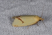 Distelbladroller (Agapeta hamana), micro