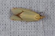 Distelbladroller (Agapeta hamana), micro