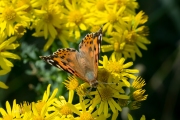 Distelvlinder / Painted Lady (Vanessa cardui)