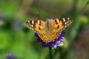 Distelvlinder / Painted Lady (Vanessa cardui)