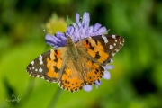 Distelvlinder / Painted Lady (Vanessa cardui)