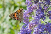 Distelvlinder / Painted Lady (Vanessa cardui)