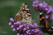 Distelvlinder / Painted Lady (Vanessa cardui)