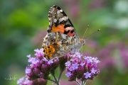 Distelvlinder / Painted Lady (Vanessa cardui)