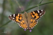 Distelvlinder / Painted Lady (Vanessa cardui)