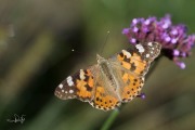 Distelvlinder / Painted Lady (Vanessa cardui)