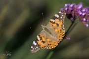 Distelvlinder / Painted Lady (Vanessa cardui)