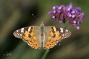 Distelvlinder / Painted Lady (Vanessa cardui)