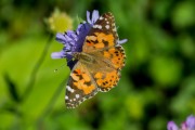 Distelvlinder / Painted Lady (Vanessa cardui)