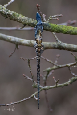 Levendbarende hagedis