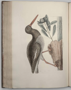 Oystercatcher - Mark Catesby - Natural History of Carolina