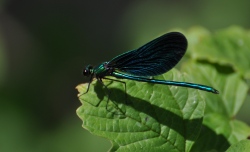 Bosbeekjuffer (Calopteryx virgo)