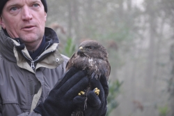 Zieke buizerd