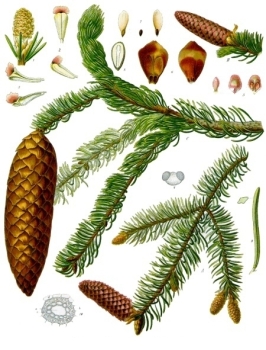 Picea_abies_-_Kohler–s_Medizinal-Pflanzen-105
