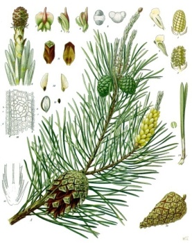 Pinus_sylvestris_-_Kohler–s_Medizinal-Pflanzen-106