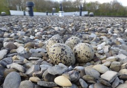 Scholeksternest op het dak (foto: Rinus Dillerop)