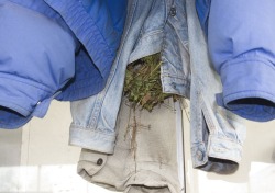 Nest van een winterkoning - Nest of a wren  (Foto: Adri de Groot - Vogeldagboek)