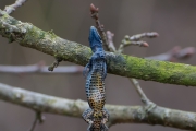 Levendbarende hagedis