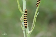 Rups sint-jakobsvlinder