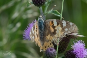 Distelvlinder / Painted Lady (Vanessa cardui)