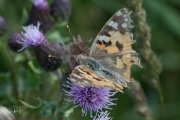 Distelvlinder / Painted Lady (Vanessa cardui)