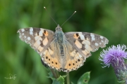 Distelvlinder / Painted Lady (Vanessa cardui)