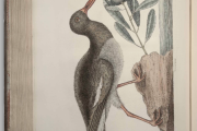 Oystercatcher - Mark Catesby - Natural History of Carolina