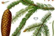 Picea_abies_-_Kohler–s_Medizinal-Pflanzen-105